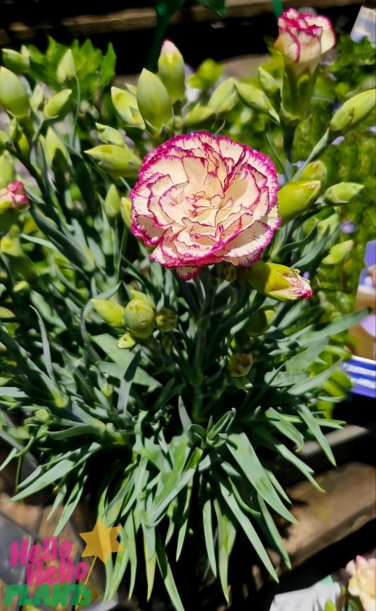 A flourishing pink and white Dianthus 'Peach Party' Carnation in a 6" pot, complete with several buds, is encircled by lush green leaves. The "Hello Hello Plants" logo is prominently displayed in the corner.