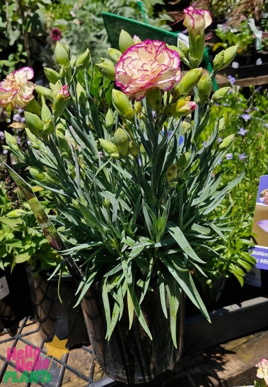 A Dianthus 'Peach Party' Carnation in a 6-inch pot with pink and white blooms and numerous buds is labeled "Hello Hello Plants" and is surrounded by other greenery.