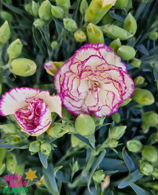 Dianthus 'Peach Party' pink-edged white carnations bloom gracefully among green buds and leaves, with the logo positioned in the bottom left corner.