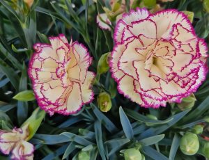 The Dianthus 'Peach Party' Carnation in a 6" pot features two cream-colored carnations with pink edges, beautifully accented by vibrant green leaves and buds.