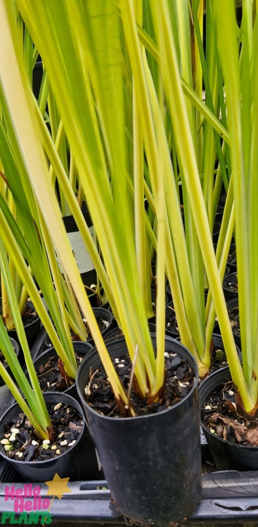 Potted Dietes 'Bi-Colour' in 2" pots with tall, slender leaves nestled in sleek black containers. The background showcases similar plants for a lush ambiance. A small logo subtly graces the bottom left corner.