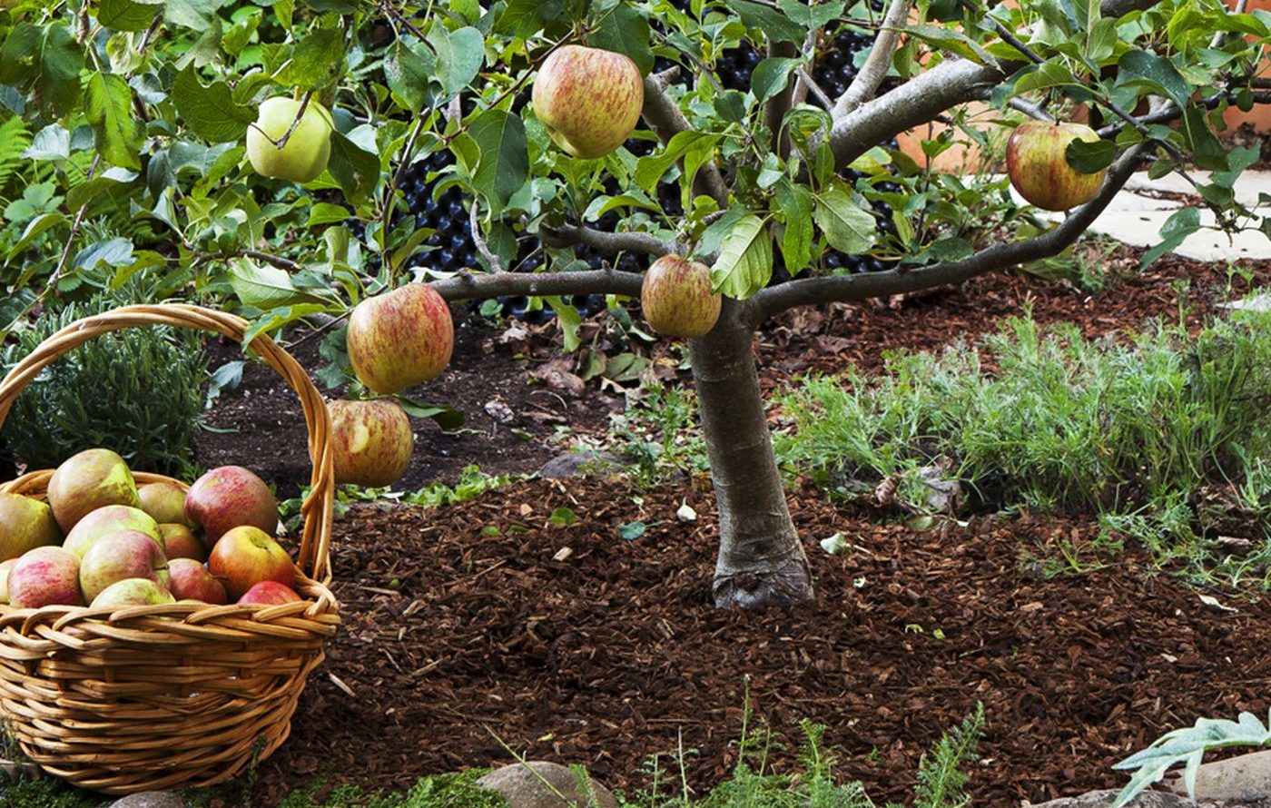 Next to an apple tree laden with ripe fruit stands a basket brimming with apples, nestled amongst lush greenery—a testament that the cost of gardening crisis is solved through bountiful harvests.