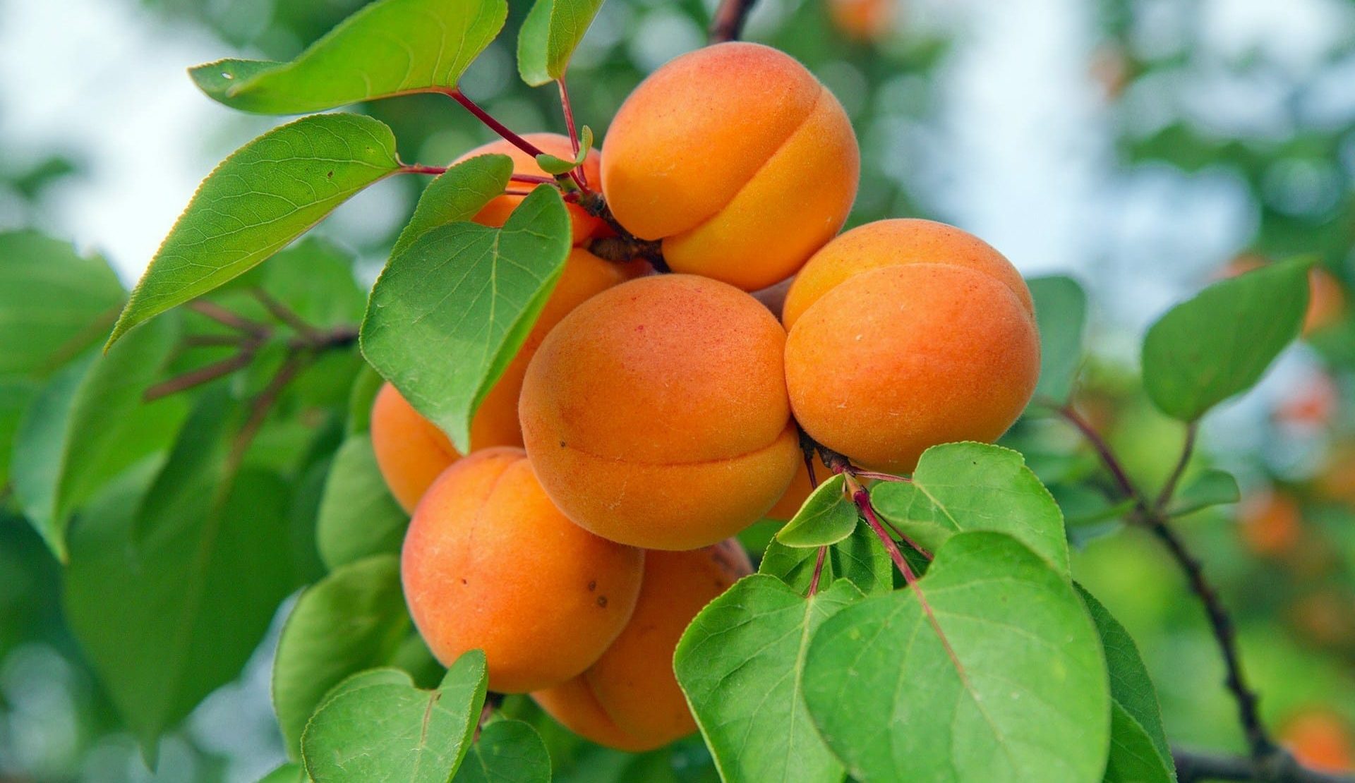 Ripe orange apricots clustered on a branch with green leaves offer a glimpse of nature's bounty, even in the face of the cost of gardening crisis.