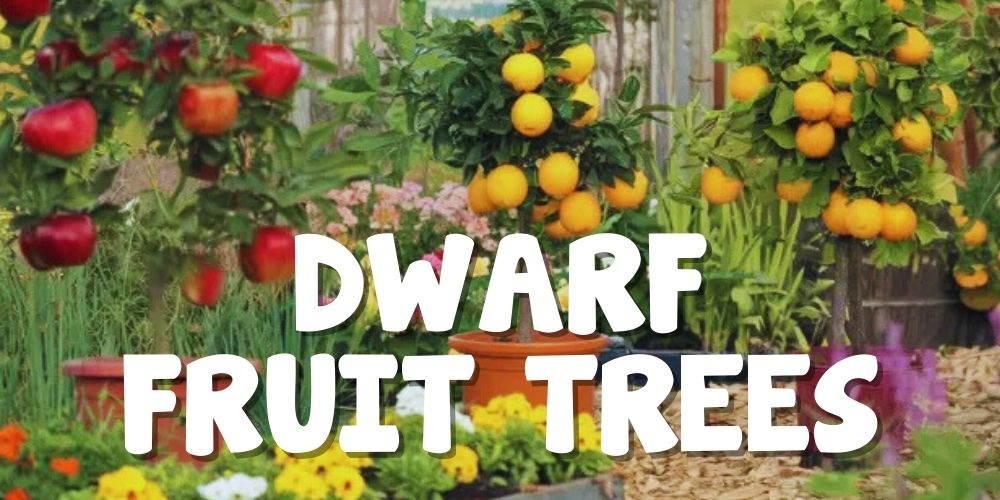 Discover dwarf fruit trees flourishing amidst vibrant flowers and lush greenery, their branches adorned with red and orange fruits. Perfect for any garden, these charming trees are part of our exclusive Boxing Day Clearance. Don't miss the chance to bring home a touch of nature's bounty.