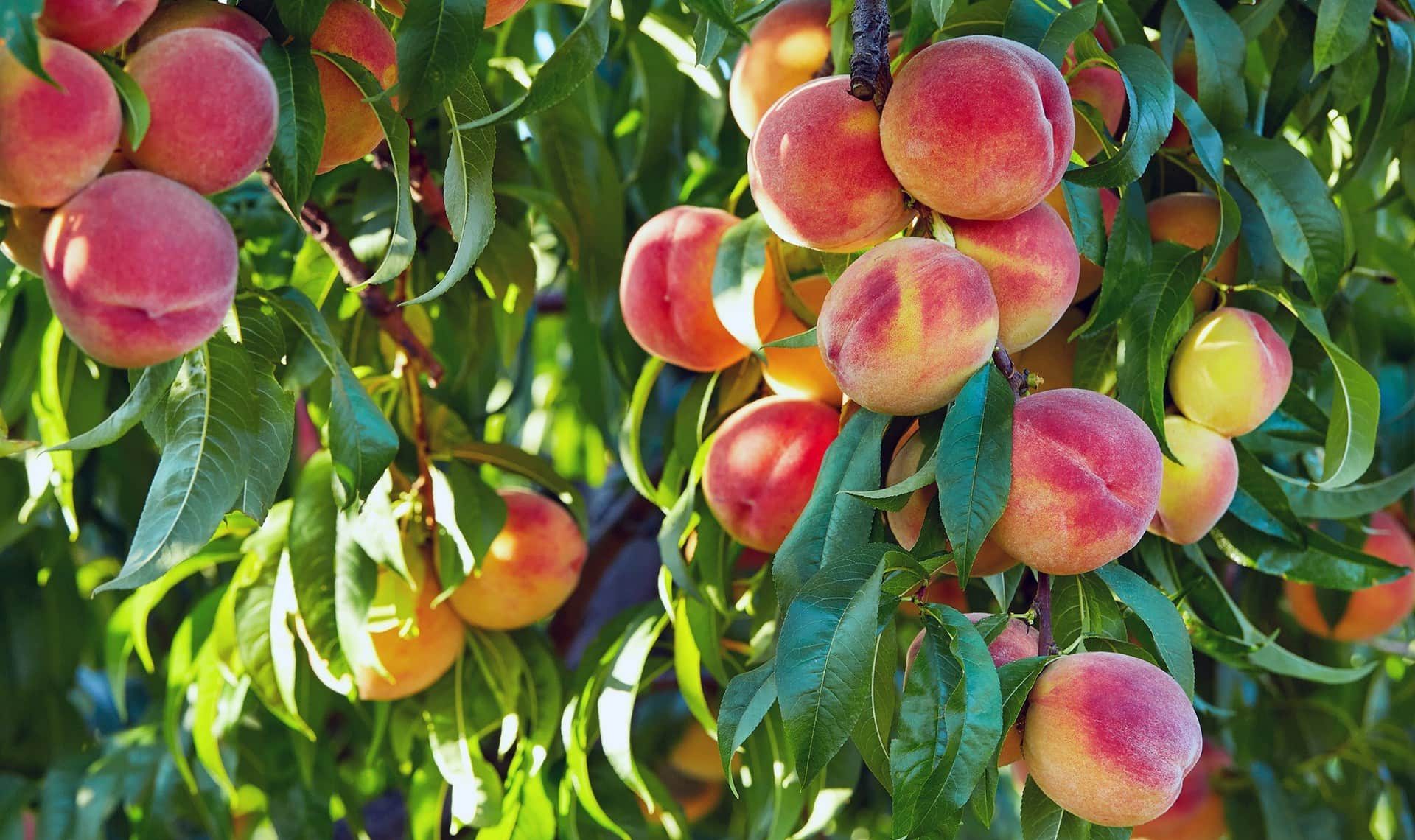 Peach tree branches, ripe with sunlit fruit and vibrant green leaves, subtly whisper the potential solution: a garden abundant despite the cost of gardening crisis.