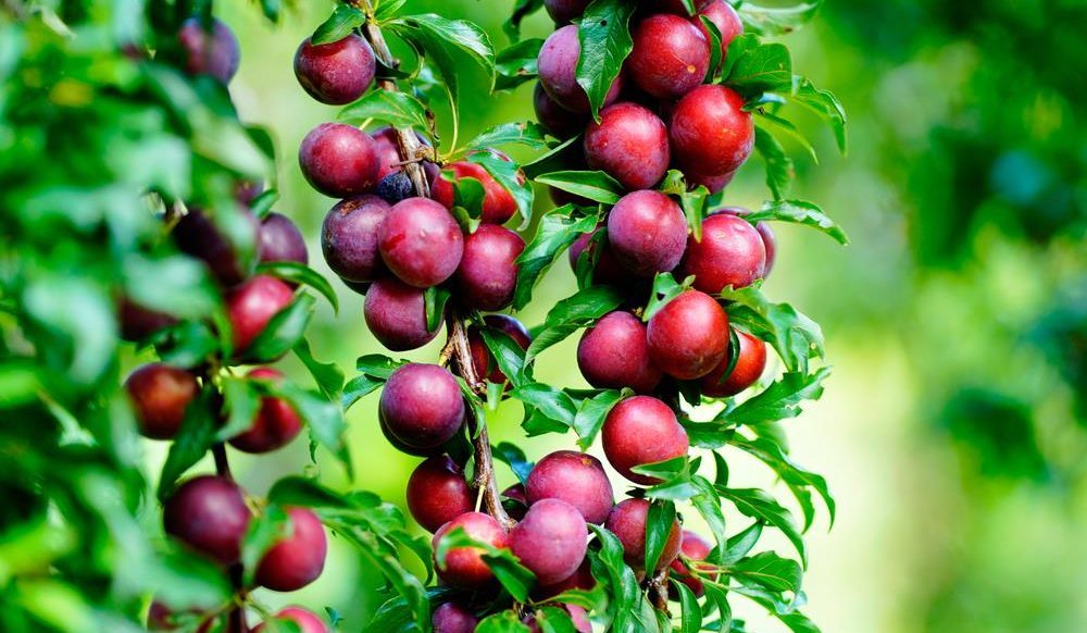 Clusters of ripe red plums hang from green leafy branches in a sunny orchard—a testament to how the cost of gardening crisis has been effectively solved.