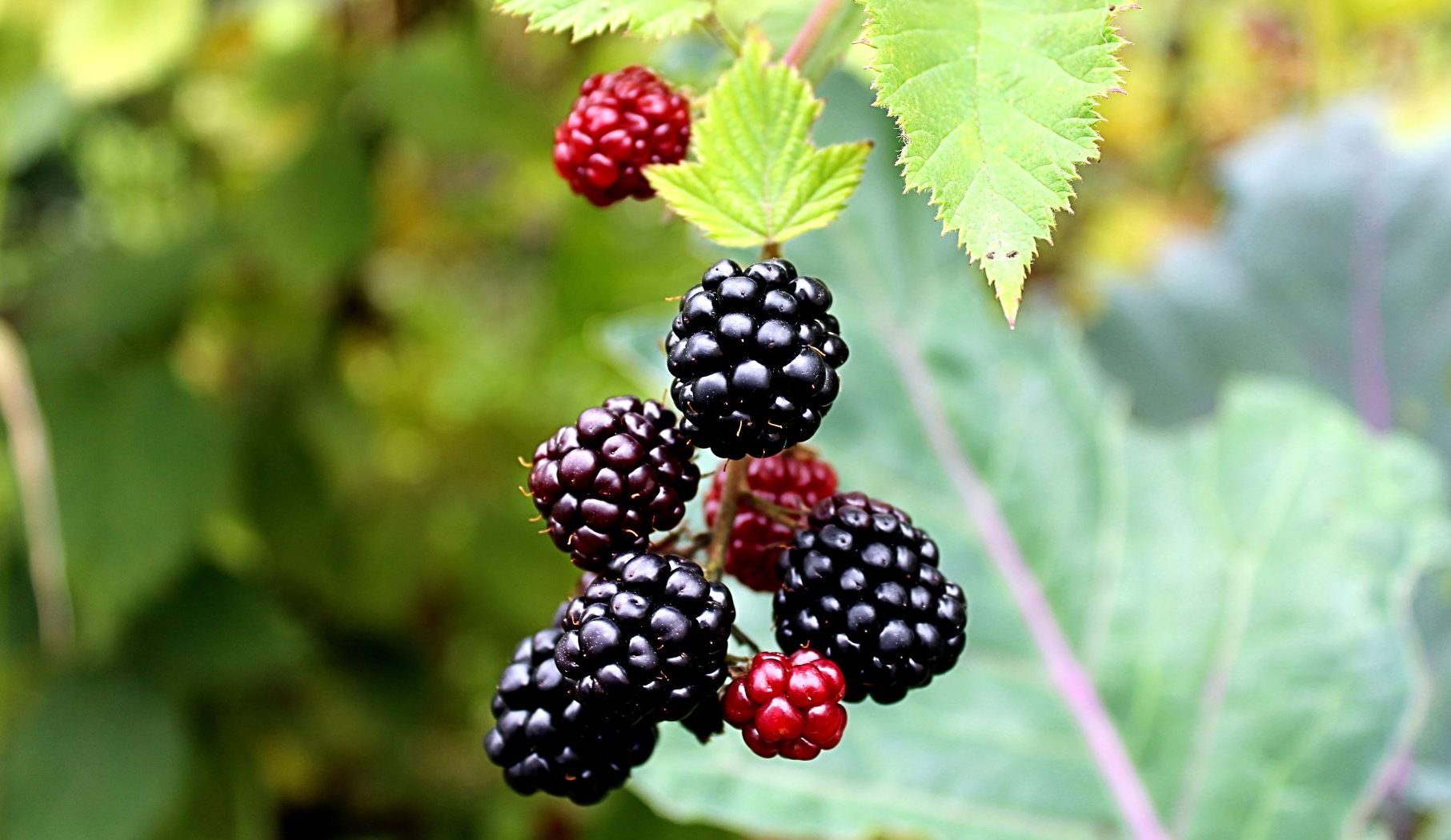 Close-up of a cluster of ripe blackberries and unripe red berries on a branch with green leaves, offering a glimpse into the cost-effective beauty of home gardening.