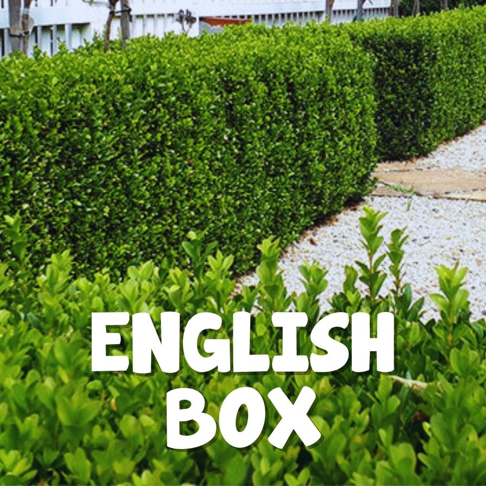 A neatly trimmed English box hedge lines the gravel paths on either side, reminiscent of the tidiness found in a Boxing Day Clearance under a clear sky.