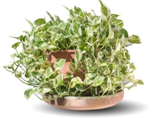 An Epipremnum 'Devil's Ivy' N'Joy 10" hanging basket, paired with Cebu Blue Pothos, features green and white leaves in a terracotta pot on a shallow dish.