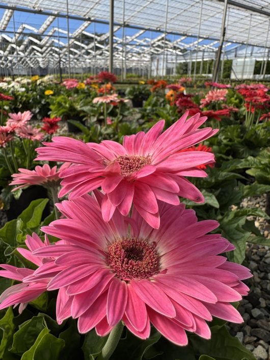 Close-up of pink Gerbera jamesonii Joybera 6" Bowl daisies in a greenhouse, with colorful Joybera blooms visible in the background beneath the glass roof.