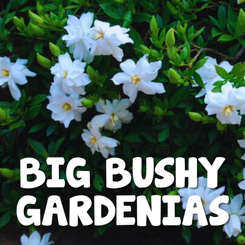 Gardenia bush with white flowers and green leaves. Text overlay: "Big Bushy Gardenias - Boxing Day Clearance!.