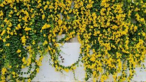 A wall covered in cascading yellow flowers and green foliage.