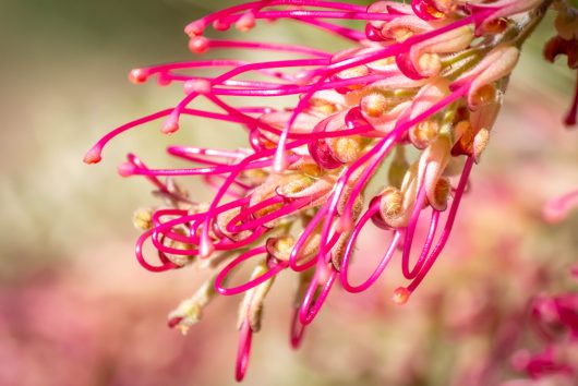 Close-up of a Grevillea 'Lana Maree' flower in a 12" pot, featuring vibrant pink and red with long, curved tendrils.