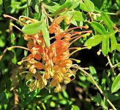 Close-up of a Grevillea 'Splendour' flower, showcasing its vibrant orange petals against lush green leaves.