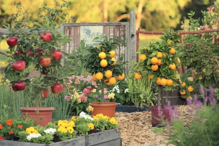 In a garden where the cost of gardening crisis is solved, potted apple and orange trees thrive amidst vibrant flowers, with a sturdy wooden fence framing the scene.