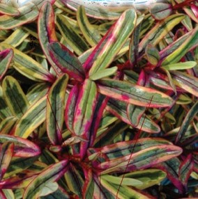 Close-up of vibrant, multicolored foliage with long, narrow leaves featuring shades of green, pink, and purple.