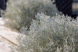 Close-up of Helichrysum 'Silvio Spreading' with silvery leaves and fine, twig-like branches on a wooden surface, against a blurred outdoor background. Perfectly suited for 3" pots, this variety adds an elegant touch to any setting.