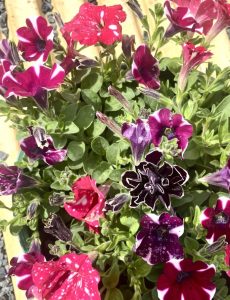 A vibrant assortment of pink, purple, and red petunias with some blooms featuring white speckles and edges, set against lush green leaves.