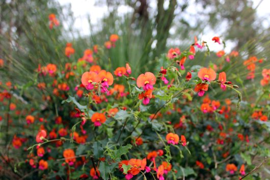 Orange and pink flowers bloom amidst green foliage in a natural setting.