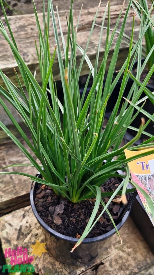 A Kniphofia 'Scorched Corn' plant with long, slender green leaves rests on a wooden surface in a 6" pot, accompanied by a partially visible colorful label hinting at its vibrant beauty.