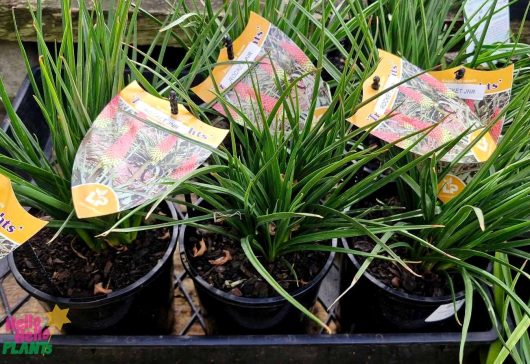 The Kniphofia 'Scorched Corn' is displayed in black 6" pots, featuring lush green leaves with orange and white tags that mirror scorched corn hues.