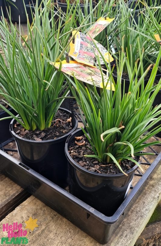 Two potted green plants with narrow leaves sit on a wooden surface, each in a sleek black 6" pot with a tray. Tags suggest their exotic nature, possibly featuring the name Kniphofia 'Scorched Corn'.