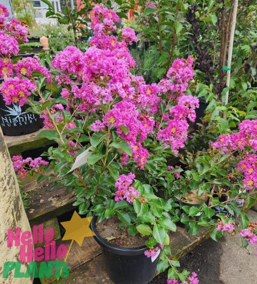 Lagerstroemia 'Zuni' Crepe Myrtle (Bush Form) 13" Pot