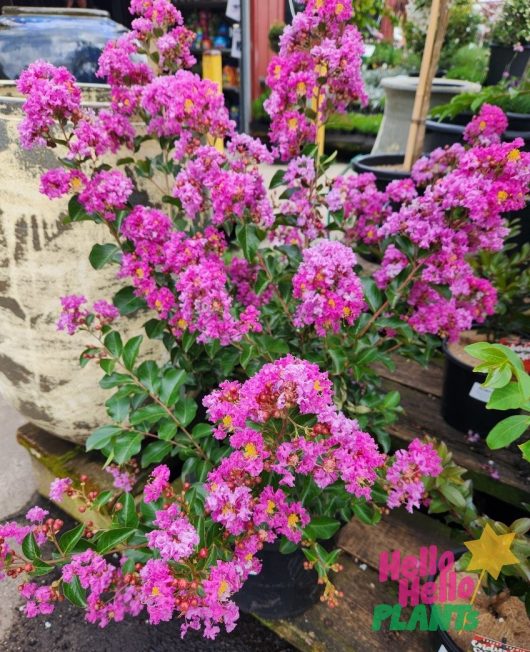 A 13" potted Lagerstroemia 'Zuni' Crepe Myrtle with bright pink flowers and lush green leaves rests on a wooden surface, labeled "Hello Hello Plants.