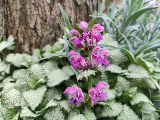 Lamium 'Ghost' 6" Pot