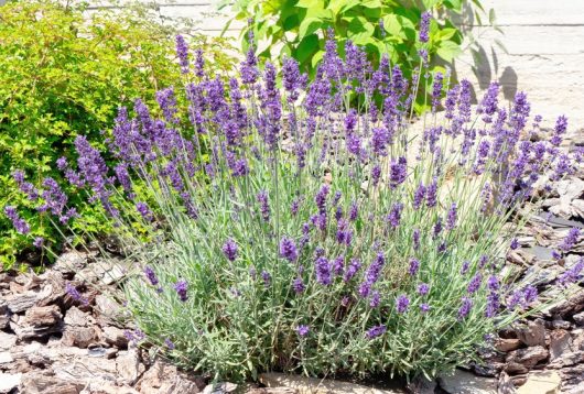 A Lavandula 'La Diva Imperial' Lavender in a 6" pot, boasting purple flowers, flourishes in a garden enriched with mulch and vibrant foliage.