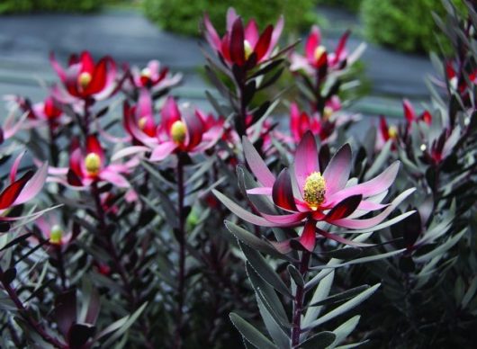 Close-up of vibrant red and pink protea flowers alongside the striking foliage of Leucadendron 'Summer Flame' 6" Pot, with pointed leaves set against a blurred lush green background.