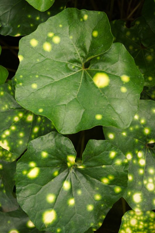 Close-up of large Ligularia 'Tractor Seat' Leopard leaves with vibrant yellow spots reminiscent of a leopard's markings, available in an 8" pot.