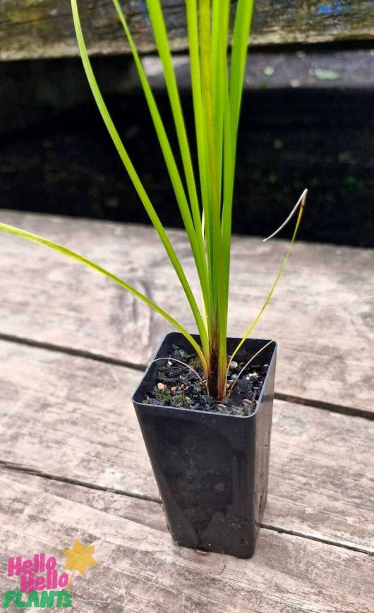 A young Lomandra 'Tanika®' plant is elegantly placed in a small black plastic pot on a wooden surface.