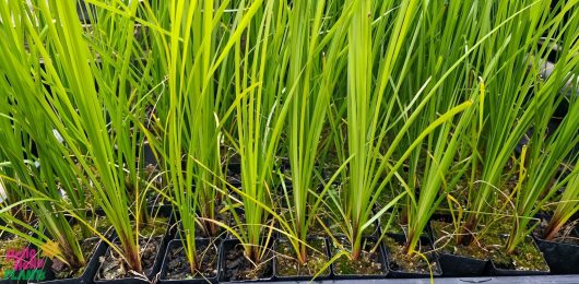 Rows of tall Lomandra 'Tanika®' plants stand proudly in black trays filled with rich soil.