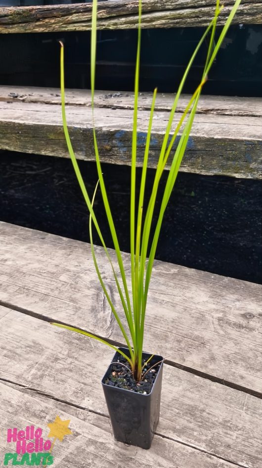 A Lomandra 'Tanika®' plant in a 2" black pot rests on a weathered wooden surface with dark, unfocused planks in the background.