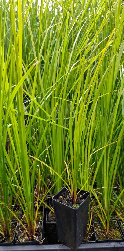 Close-up of tall, green Lomandra 'Tanika®' plants in small black pots.