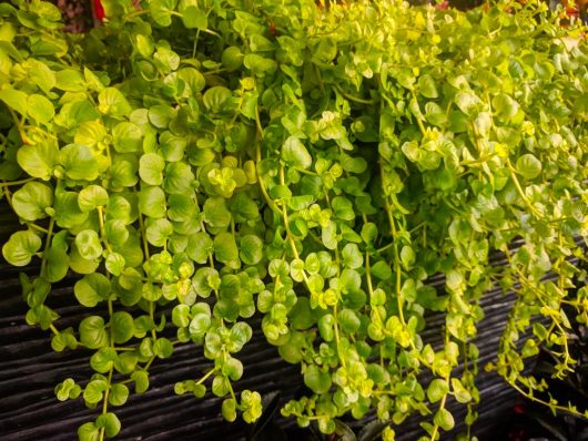 Close-up of vibrant green, cascading leaves of a creeping plant growing over a dark wooden surface.