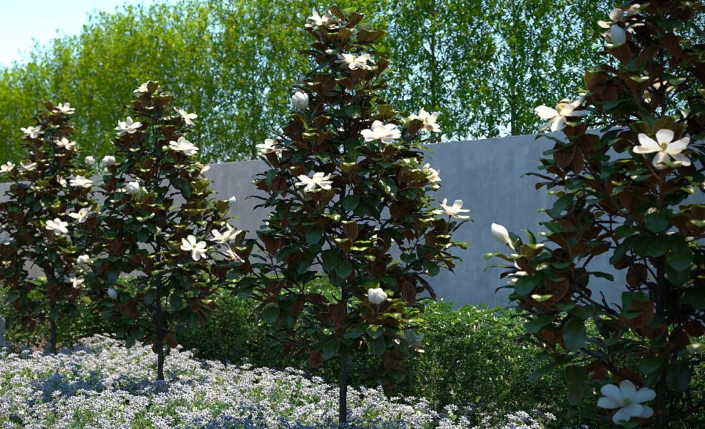 A row of magnolia trees with white flowers is planted along a concrete wall, reminiscent of elegant Christmas trees, and surrounded by a ground cover of small purple flowers and greenery.