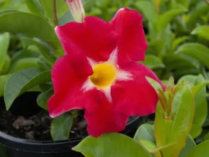 A close-up view of a vibrant red Mandevilla 'Aloha Royal Red Romance' flower, with a striking yellow center and lush green leaves, flourishing beautifully in its 6" pot.