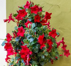 Vibrant red flowers with lush green leaves against a light green wall.