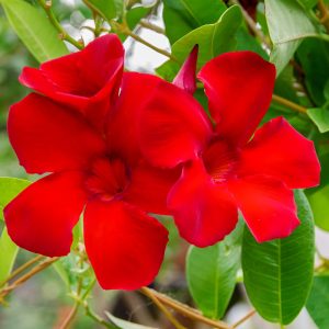 Two vibrant white Mandevilla 'Aloha White' flowers with lush green leaves in the background.