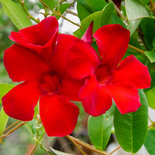 Two vibrant white Mandevilla 'Aloha White' flowers with lush green leaves in the background.