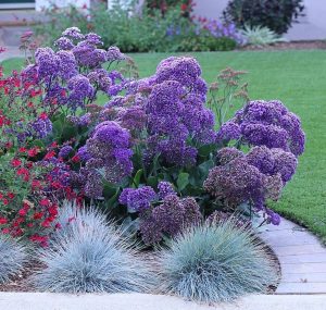 A garden with purple and red flowers, green foliage, and ornamental grass, bordered by a curved concrete path next to a lawn.