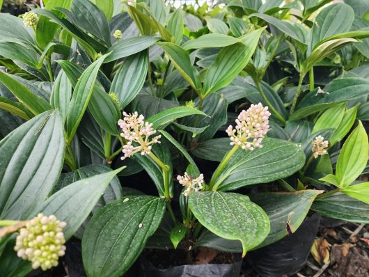 The Medinilla 'Malaysian Orchid' in an 8" pot features green plants with pointed leaves and small clusters of light pink buds, capturing the elegance of a Malaysian Orchid.