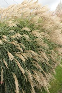 The Miscanthus 'Ellen Quinn' in a 6" pot displays feathery, beige plumes that gracefully sway in the breeze against a cloudy sky backdrop.