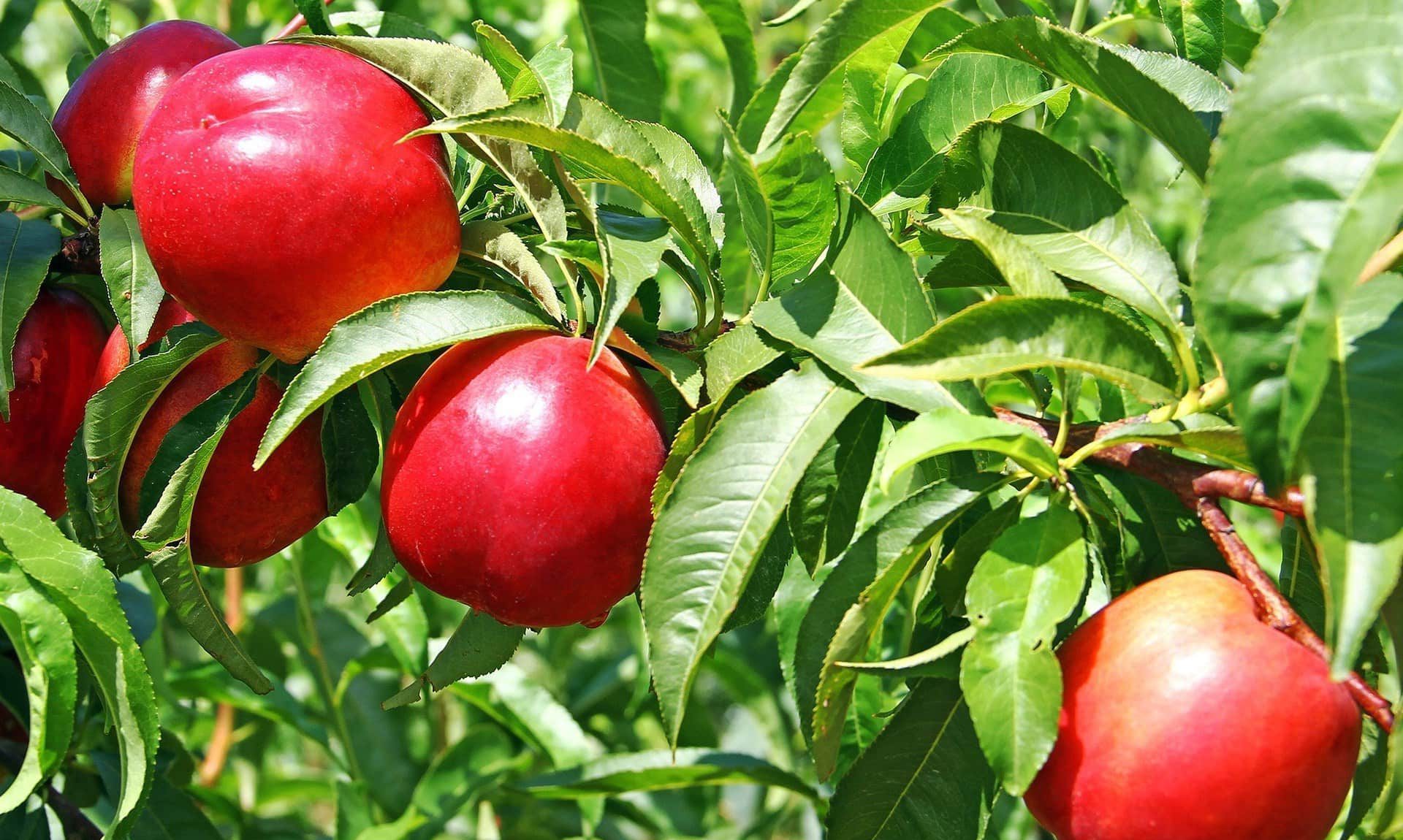 Amid the cost of gardening crisis, a cluster of ripe, red nectarines hangs from a tree, nestled among vibrant green leaves on a sunny day.