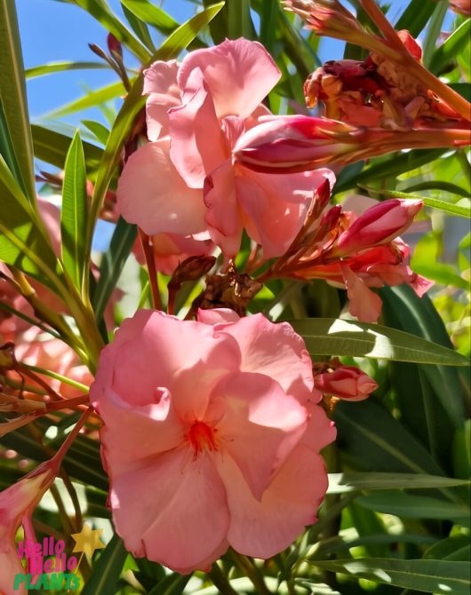 Close-up of Nerium 'Cerise' Oleander flowers with lush green leaves against a clear blue sky.