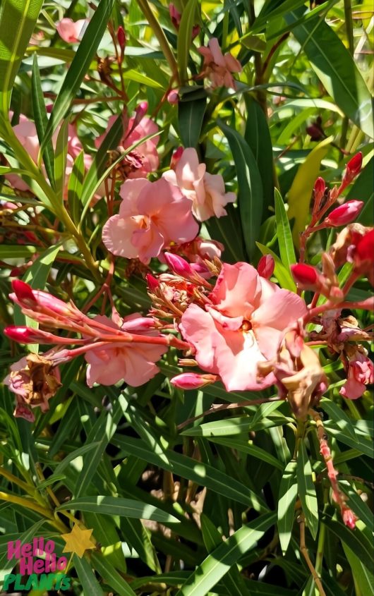 Nerium 'Cerise' Oleander blooms with cerise flowers, green leaves, and red buds in the bright sunlight.