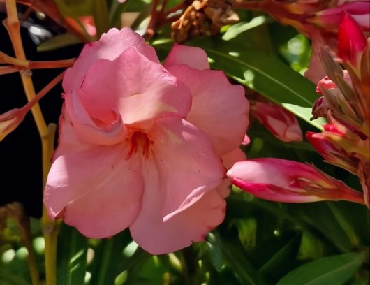 Close-up of a Nerium 'Cerise' Oleander flower with green leaves and partially closed buds in sunlight.