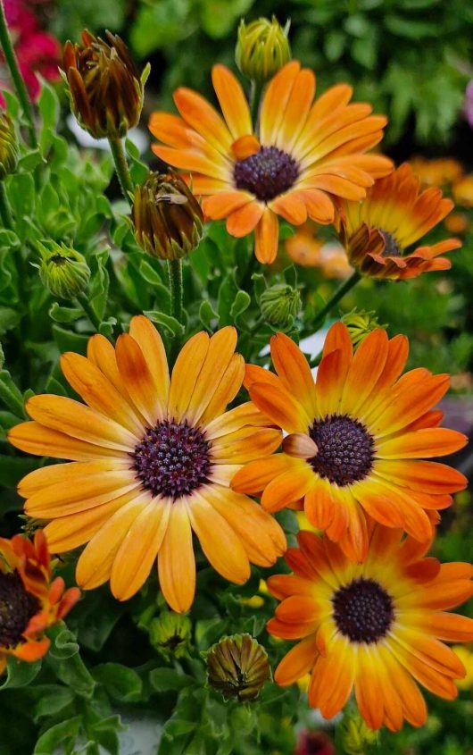 Orange and yellow daisy-like flowers with brown centers are nestled amid lush green foliage, reminiscent of a vibrant grove of Punica 'Angel Red' Pomegranate plants in 7" pots.